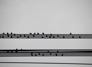 Czym się różni podsumowanie od wniosków?