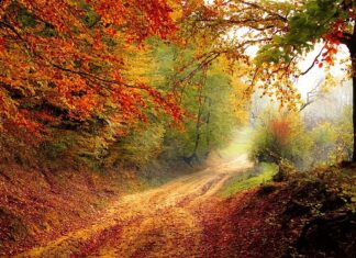 Jaka jest ścieżka rozwoju zawodowego nauczyciela?